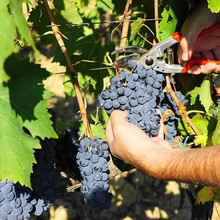 Farm stay Fattoria Lornano Winery *