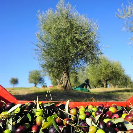 Farm stay Fattoria Lornano Winery Monteriggioni