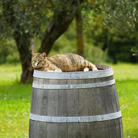 Fattoria Lornano Winery * Monteriggioni