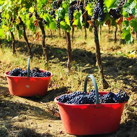 Fattoria Lornano Winery *