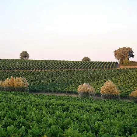 Farm stay Fattoria Lornano Winery